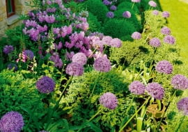 Ciekawy pomysł na rabatę - rododendrony, naparstnice i ozdobne czosnki pomiędzy strzyżonymi bukszpanami - wszystko w tonacji fioletowo-różowej.