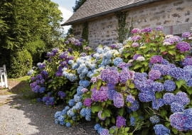 krzewy hortensji ogrodowej