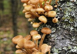 Kapelusze opieniek na chorym pniu.