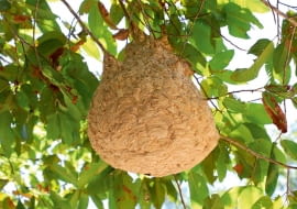 Gniazdo szerszenia ukryte w koronie drzewa może być mało widoczne dla przechodnia.