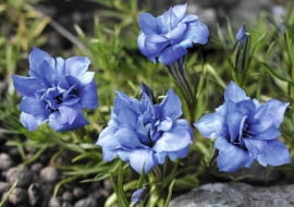 'EUGENS ALLERBESTER' (odmiana mieszańcowa)