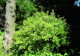 Tawuła japońska i jej odmiany są odporne na mróz, jeśli to więc konieczne, możemy skaracać jej pędy nawet późną jesienią.