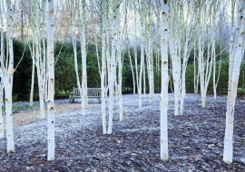 Białe pnie i konary o zmierzchu i nocą w świetle lamp lub księżyca wyglądają niesamowicie, jakby były obleczone białym całunem. Na zdjęciu odmiana 'Grayswood Ghost'. Drzewa robią największe wrażenie, gdy rosną w grupie jako mały zagajnik lub tworzą szpaler biegnący np. wzdłuż żywopłotu.