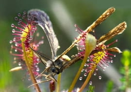 Roślina owadożerna w akcji