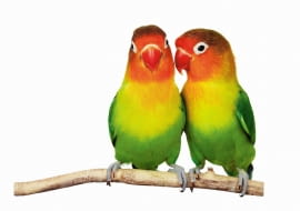 Jaki inny tytuł, niż tej popularnej piosenki, nadać tekstowi o papugach w naszych domach? Decydując się na zamieszkanie ze skrzydlatymi przyjaciółmi, musimy po prostu pogodzić się z tym, że to my będziemy na dole, a one na górze.