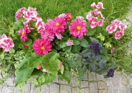 Spokojny romantyzm - różowa pelargonia i dalia, granatowy heliotrop, biała bakopa i niebieska lobelia.