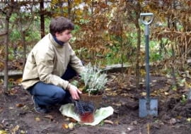 20.11.03 WARSZAWA OGROD PRYWATNY DOLOWANIE ROSLIN DONICZKI PRZED ZIMA PRACE JESIENNE JESIEN OCHRONA PRZED MROZ