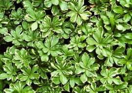 RUNIANKA JAPONSKA PACHYSANDRA TERMINALIS ODMIANA BIALOOBRZEZONA BYLINA KRZEWINKA LISC DWUBARWNY FOT. WOJCIECH PODSTOLSKI SLAJD MALY PUBLIKACJA OGRODY NR 12 (68) - 12.2004 SLOWA KLUCZOWE: ROSLINY ZDJĘCIE DO WKŁADKI: PUBLIKACJA OGRODY NR 12 (68) - CZASOPISMA