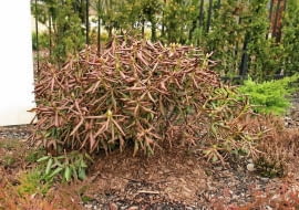 28.03.2003 WARSZAWA ULICA SYTA OGROD WIOSNA SZKODY MROZOWE PRZEMARZNIETY OKAZ KRZEWY LISCIASTE RODODENDRON KATAWBIJSKI MROZ N/Z SUSZA FIZJOLOGICZNA USCHNIETA ROSLINA FOT. PAWEL SLOMCZYNSKI / AGENCJA GAZETA PUBLIKACJA KWIETNIK NR 11 (107) - 11.2003 SLOWA KLUCZOWE: ROSLINY ZIMA OGRODY ZNISZCZENIA ZDJĘCIE DO WKŁADKI: PUBLIKACJA KWIETNIK NR 11 (107) - CZASOPISMA