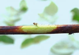 KONICA MINOLTA DIGITAL CAMERA