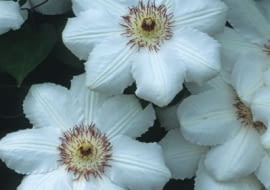 Clematis 'Królowa Jadwiga'