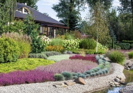 Oryginalne wrzosowisko nad strumieniem. Za pasem kostrzewy rośnie wrzos 'Roswitha', 'Pink Alicia', 'Athene' oraz biały 'Melanie'.