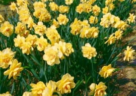 Narcyz pełny 'Tahiti'