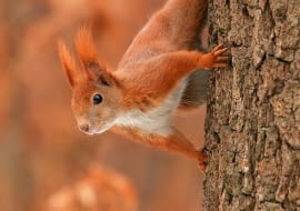 A jeśli będziemy wykładać orzechy, prawdziwą niespodzianką może być wiewiórka