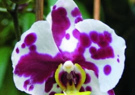 11.10.2007 SOSNOWIEC WYSTAWA STORCZYKOW EGZOTARIUM W SOSNOWCU DLA CZASOPISMA OGRODY KWIETNIK FOT. ARKADIUSZ SCICHOCKI / AGENCJA GAZETA