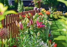 Przy płocie prężą się wyniosłe lilie i czosnki ozdobne.