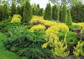 IGLAKI TUJA THUJA ZYWOTNIK TAWULA JAPONSKA SPIRAEA JAPONICA GOLD FLAME JALOWIEC JUNIPERUS FOT. EWA NARKIEWICZ PUBLIKACJA KWIETNIK NR 3 (135) - 3.2006 SLOWA KLUCZOWE: ROSLINY OGRODY ZDJĘCIE DO WKŁADKI: PUBLIKACJA KWIETNIK NR 3 (135) - CZASOPISMA