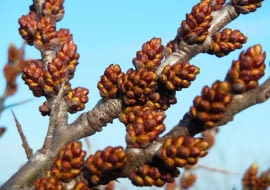 Wiosna: Na rocznych pędach męskich okazów rokitnika pojawiają się grona pąków kwiatowych wyglądające jak szyszeczki.