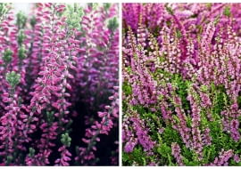 Od lewej na zdjęciu znajdują się wrzosy i wrzośce