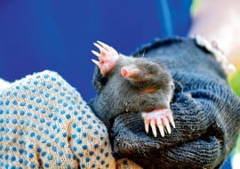 Zwierzęta można wyłapywać do specjalnych pułapek, a potem wynosić je poza obręb ogrodu i wypuszczać