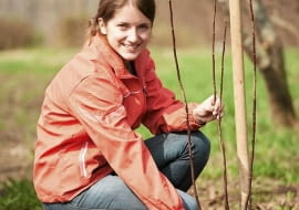 Przy świeżo posadzonym drzewku wkopujemy palik i przywiązujemy do niego główny pień. Dzięki temu wiatr nie wykrzywi rośliny.