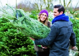 Co roku w Polsce sprzedaje się około 6 milonówn żywych choinek. Większość z nich to drzewka cięte