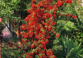 OGNIK SZKARŁATNY swą nazwę gatunkowa zawdzięcza czerwonym owocom. Mają je zarówno dziko rosnące krzewy, jak i wiele odmian tego gatunku.