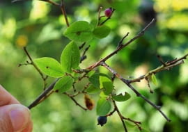 KONICA MINOLTA DIGITAL CAMERA