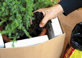 BALKON OCHRONA ROŚLIN DONICZKOWYCH - IGLAKOW PRZED ZIMA FOT. MAŁGORZATA DYRSKA PUBLIKACJA OGRODY NR 1 (93) - 1 2007 SŁOWA KLUCZOWE: ROŚLINY OGRODNICTWO, IGLAKI