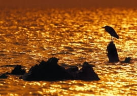 Czapla albo wypatruje zdobyczy, brodząc w płytkiej wodzie, albo cierpliwie wędkuje, godzinami stojąc nieruchomo