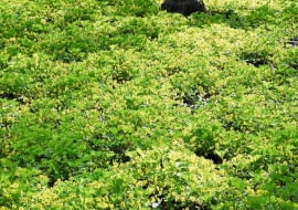 Zielony kobierzec nakrapiany żółtymi plamkami kwiatów pragni syberyjskiej.