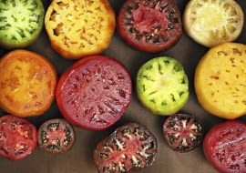 Kolorowe pomidory