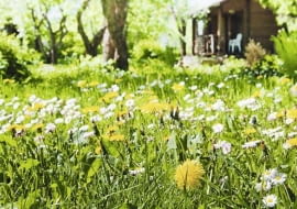 Ogród naturlany. Jeśli nie zniszczymy środowiska, w miejscu słonecznym zobaczymy łąkę pełną ziół