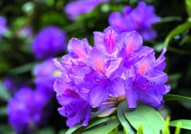 Grzyb wywołujący antraknozę różanecznika (objawy widoczne na liściach) odpowiada też za rozwój gorzkiej zgnilizny jabłek.