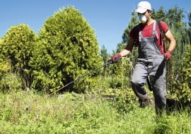 Po zbiorze warzyw możemy opryskać grządki preparatami Roundup, Tajfun 360 SL lub Glifoherb 360 SL, aby zniszczyć wszelkie chwasty.