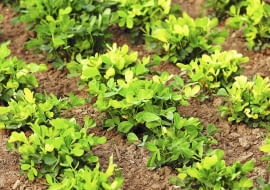 Orzacha dorasta do wysokości 70 cm. Strąki zawiązuje na dolnej części pędów. Żeby ułatwić im zagłębianie się w gruncie, roś-liny obsypywane są kopczykiem ziemi.