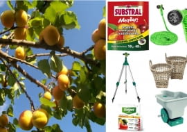 Kolaż drzewka owocowe