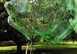 Germany, View of cherry tree covered with net