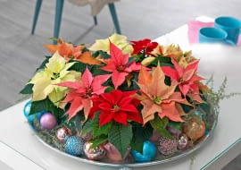 W gorączce przedświątecznych przygotowań nie zapominajmy o roślinach, które dodadzą wnętrzom koloru i podkreślą uroczysty klimat. Mogą też być doskonałym prezentem. Zwłaszcza że kwitną dłużej, niż trwają święta! <BR /> KWIATY NA ŚWIĘTA. Poinsecja Zwana też gwiazdą betlejemską. Jej liście pięknie się przebarwiają, gdy dzień trwa krócej niż 10 godzin.