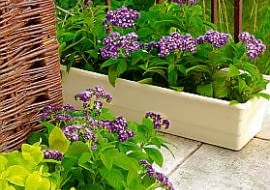 02.06.2003 WARSZAWA DOM PRYWATNY BALKON ROSLINY PACHNACE PACHNACY BALKON FOT PAWEL SLOMCZYNSKI / AGENCJA GAZETA