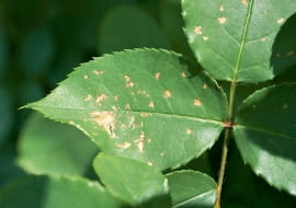 Mączniak rzekomy. Objawy. Na liściach jasnobrązowe nieregularne plamki, pod nimi szary nalot. Zabiegi. W okresie przewlekłych opadów róże opryskujemy Proplantem 722 SC lub Ridomilem Gold MZ Pepite 67,8 WG.