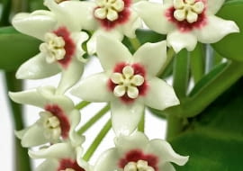 Rośliny o bardzo długich pędach można rozwiesić na ścianie lub uformować z nich ciekawe kształty. Wybraliśmy te gatunki, które kwitną i pachną.<BR /> Pnącza potrzebują nie tylko miejsca do swobodnego rozrastania się, ale także podpór. Stefanotis zadowoli się pałąkami z drutu, które wystarczy wetknąć w doniczkę. Hoja, bugenwilla i jaśmin wymagają mocnej kratki; mogą się również piąć po przytwierdzonych do ściany sznurkach lub miękkich drucikach. Pamiętajmy, że rośliny o wijących się pędach potrzebują dużo światła, musi to jednak być światło rozproszone. Latem mniejsze okazy możemy wystawić na balkon albo taras (jedynie hoja nie lubi werandowania). Na świeżym powietrzu szybko urosną, jesienią trzeba je więc będzie solidnie przyciąć. Gatunkom egzotycznym na czas zimowego spoczynku należy zapewnić temperaturę około 20 st. C.<BR />Hoja, Na zdjęciu 'Hoya carnosa'.