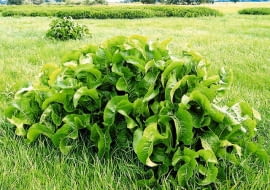 Liśćmi chrzanu owijamy masło lub wędlinę, by dłużej zachowały świeżość.