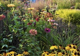 Byliny pełnią w tym ogrodzie najważnieszą funkcje - to one zapewniają mu zmienność, bogactwo kolorów i kwiatów