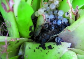 Ślimaki złożyły jaja pomiędzy liśćmi guzmanii.