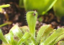 Rosiczki (<i>Drosera</i>). W doniczkach można trzymać gatunki krajowe oraz egzotyczne. Rośliny te są malutkie (2-10 cm średnicy) i delikatne, łowią muszki za pomocą włosków pokrytych lepką rosą.