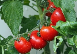 Uprawa pomidorów