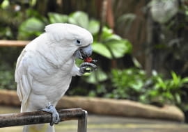 Biała kakadu szybko przywiązuje się do opiekuna, ale też potrzebuje sporo uwagi. Pozostawiona na dłużej bez opieki, może spowodować zniszczenia, a nawet samookaleczenie.