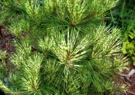 ONE TIME USE ONLY DO JEDNOKROTNEJ PUBLIKACJI