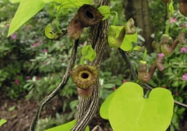 Aristolochia macrophylla SLOWA KLUCZOWE: pnącza inne